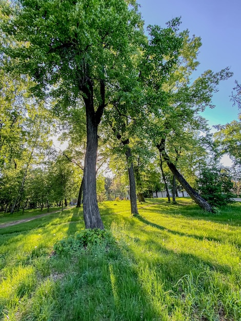 Árvore no parque no verão com céu azul e grama verde em um dia ensolarado