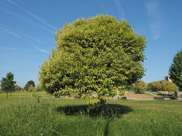 árvore no parque