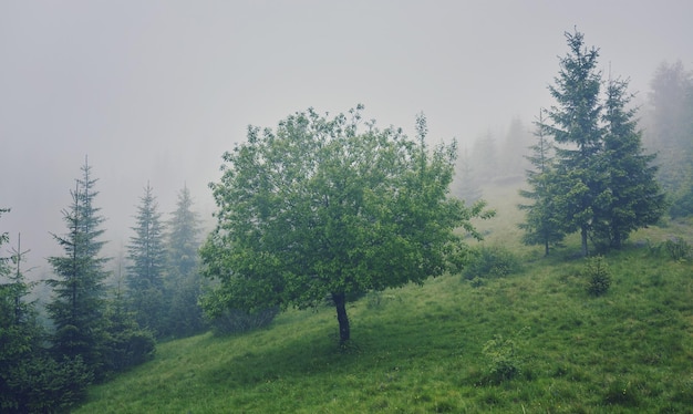 Árvore no prado na névoa