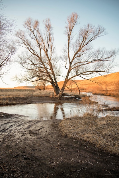 Árvore nua ao lado do lago contra o céu durante o pôr do sol