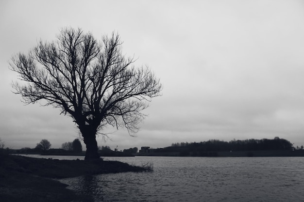 Árvore nua ao lado do lago contra o céu