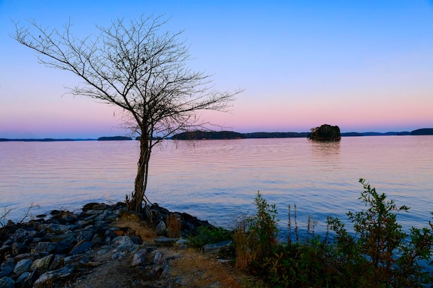 Foto Árvore nua ao pôr do sol no lago lanier em novembro