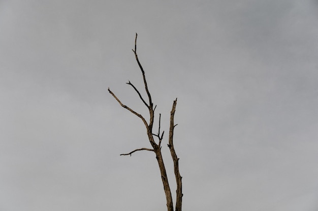 Árvore nua contra o céu claro