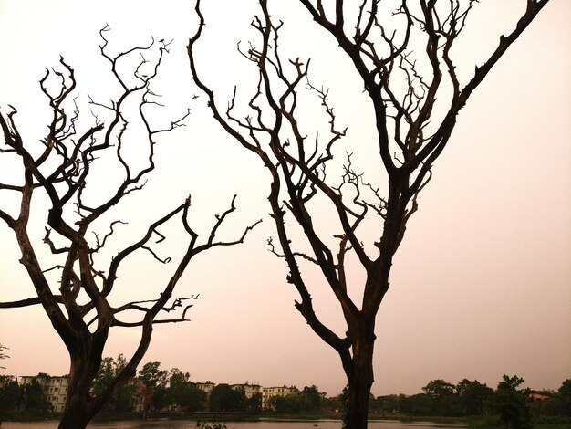 Foto Árvore nua contra o céu claro