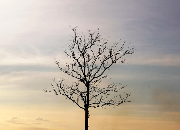 Foto Árvore nua contra o céu