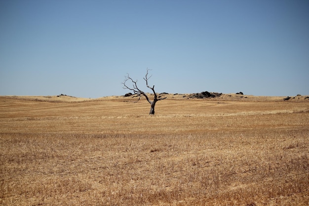 Árvore nua de campo contra o céu claro