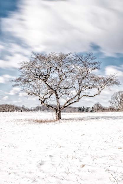 Foto Árvore nua em campo coberto de neve contra o céu