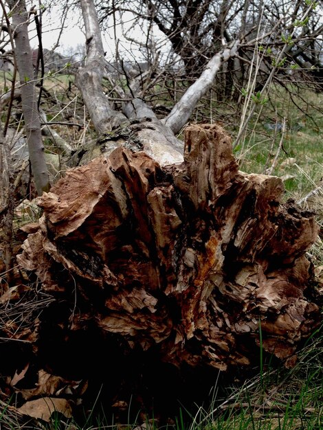 Foto Árvore nua na floresta