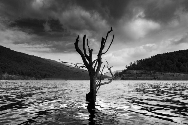 Foto Árvore nua na montanha pelo mar contra o céu