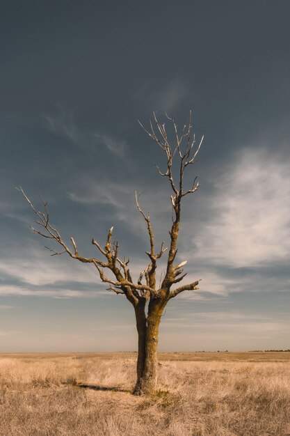 Foto Árvore nua na paisagem contra o céu