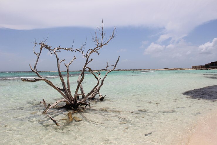 Foto árvore nua na praia contra o céu