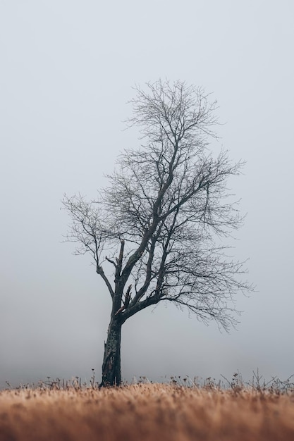 Foto Árvore nua no campo contra o céu claro