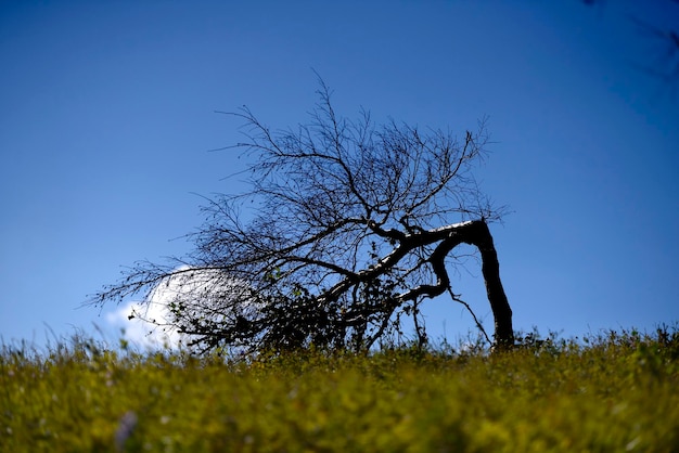 Foto Árvore nua no campo contra o céu claro