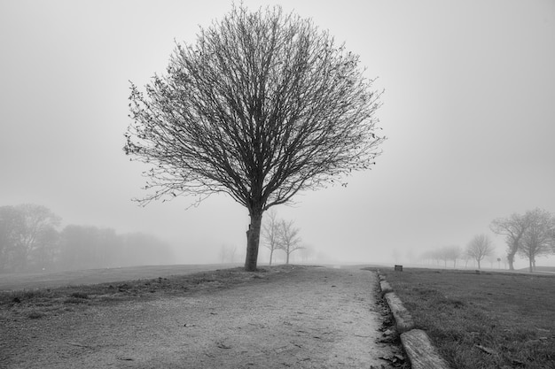 Foto Árvore nua no campo contra o céu durante o inverno