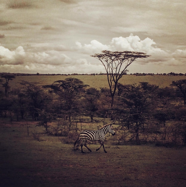 Foto Árvore nua no campo contra o céu