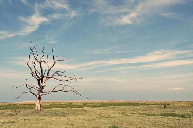 Foto Árvore nua no campo contra o céu