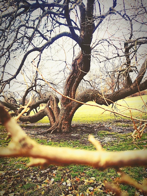 Foto Árvore nua no campo contra o céu