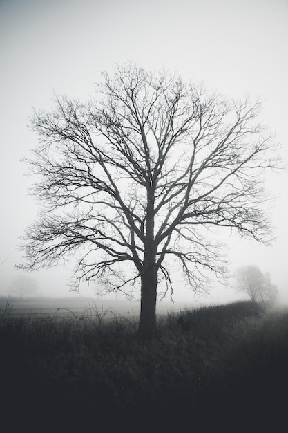 Árvore nua no campo em tempo de nevoeiro