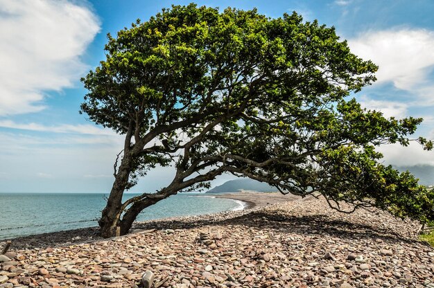 Foto Árvore pelo mar contra o céu