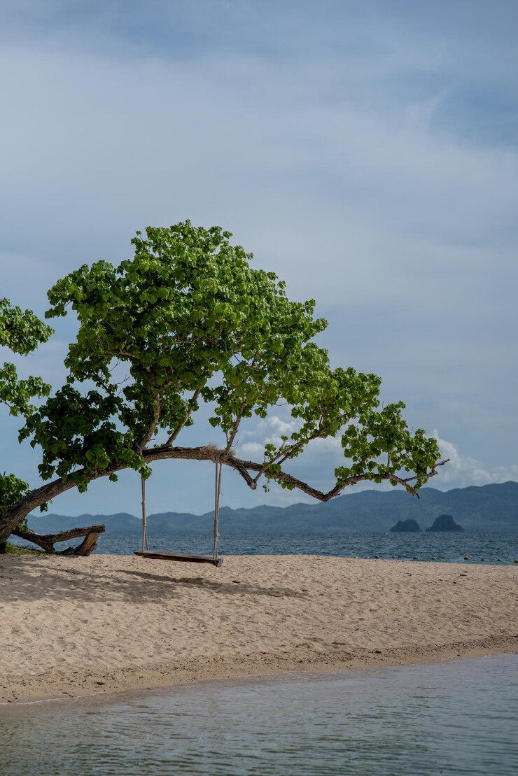 Foto árvore pelo mar contra o céu