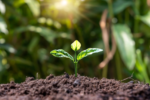 Árvore pequena com folhas verdes, conceito de crescimento de planta natural da agricultura e crescimento de planta sustentável