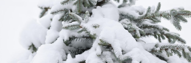 Árvore perene coberta de neve no conceito de jardim de inverno