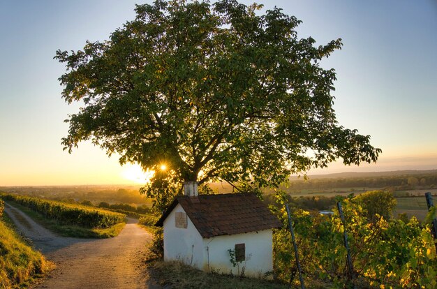 Foto Árvore por casa na vinha contra o céu ao pôr-do-sol