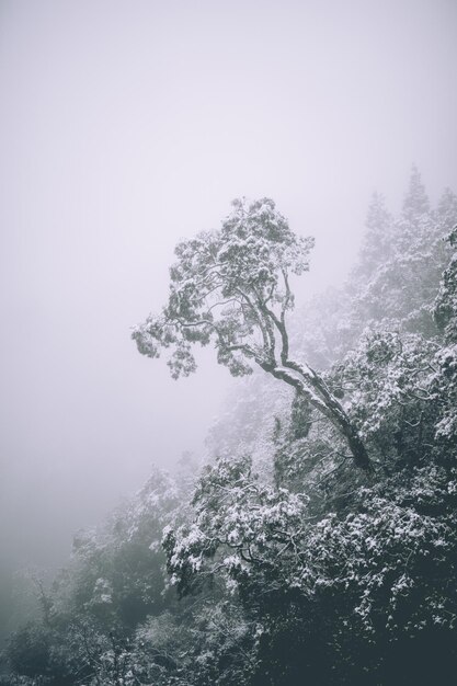 Foto Árvore por montanha contra o céu