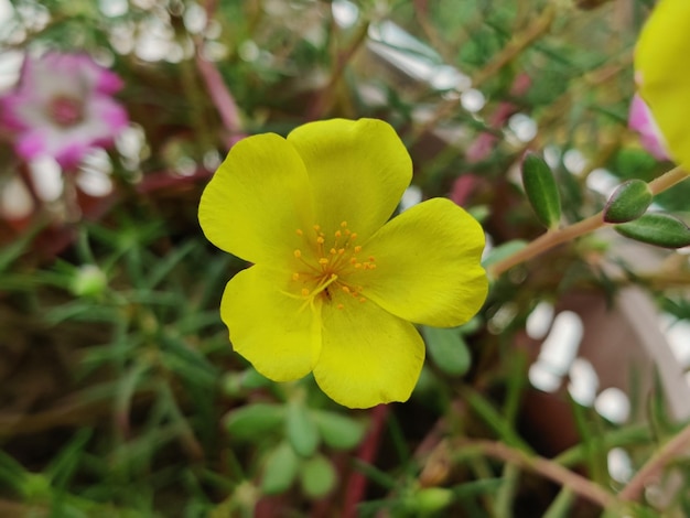 Foto Árvore portulaca grandiflora com flor