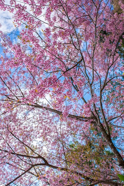 Arvore Sakura. Chiangmai Tailândia selvagem himalaia cereja prunus cerasoides