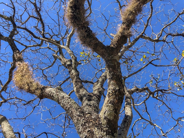 árvore seca com muitos galhos finos no fundo do céu azul