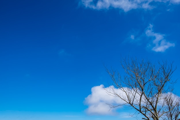 árvore seca com o céu azul e a nuvem