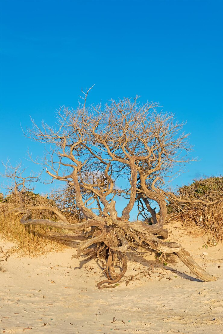 Foto árvore seca na areia ao pôr do sol