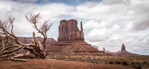 Árvore seca na paisagem do deserto