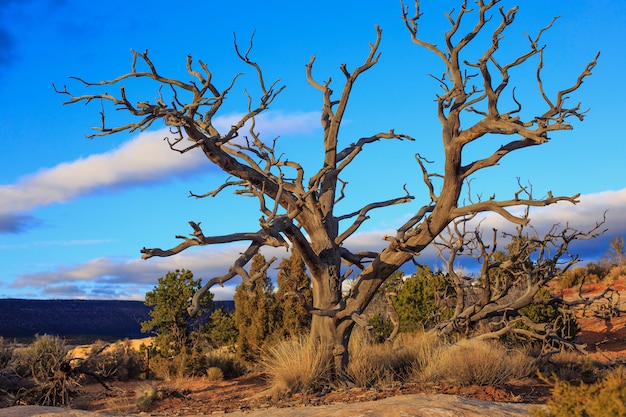 Árvore seca no deserto de utah,