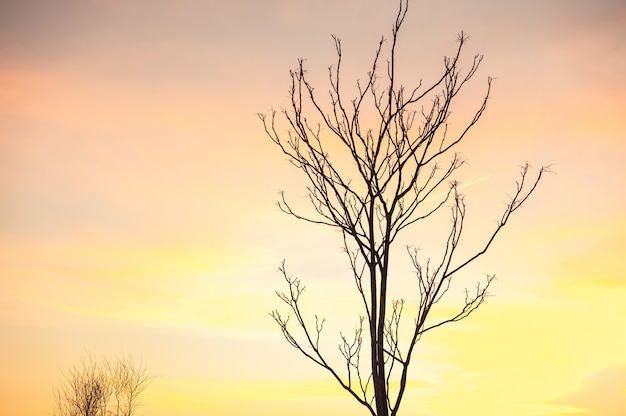 Foto Árvore sem folhas contra o céu do pôr do sol de inverno