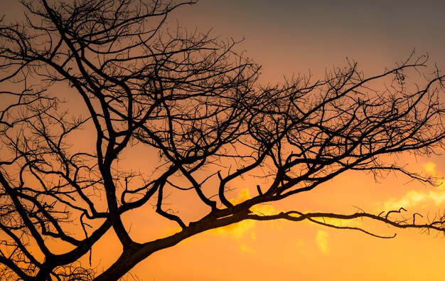 Árvore sem folhas de silhueta e céu pôr do sol. árvore morta no céu dourado do sol. cena pacífica e tranquila. padrão de belos ramos. beleza na natureza. terras secas no verão. céu noturno.