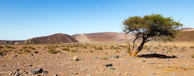 Foto Árvore singel em damaraland, parte da região de erongo, na namíbia