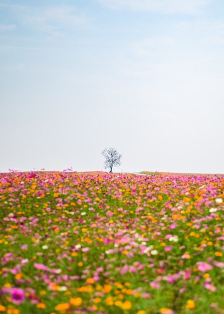 Foto Árvore solitária com campo de cosmos colorido e céu azul