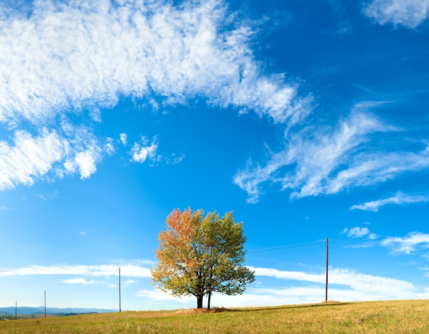 Árvore solitária de outono no céu com algum fundo de nuvens cirros. três tiros costuram a imagem.