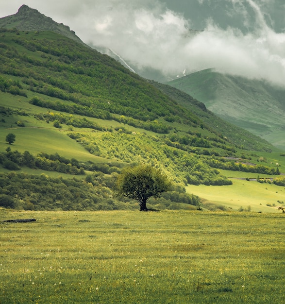 Foto Árvore solitária e grama verde na parede da montanha