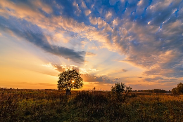 Árvore solitária em um campo contra um pôr do sol laranja no outono