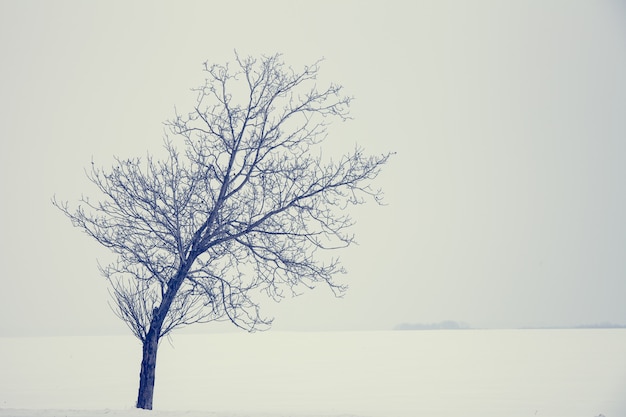 Árvore solitária. fundo natureza