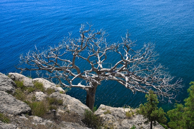 Árvore solitária na beira-mar