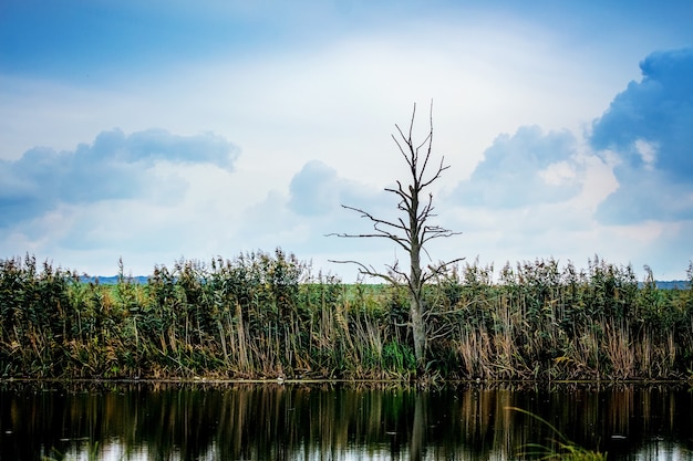 Árvore solitária na margem do rio em tempo nublado