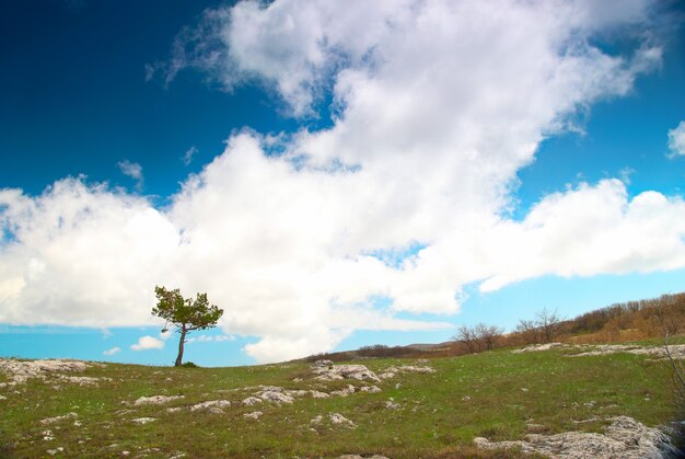 Árvore solitária no campo com céu azul