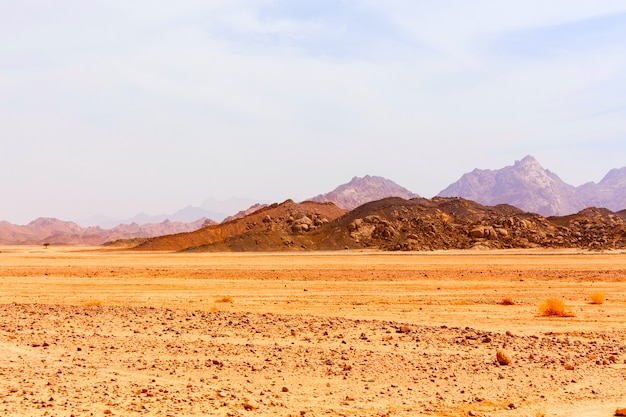 Árvore solitária no deserto