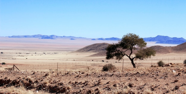 Árvore solitária no meio do nada