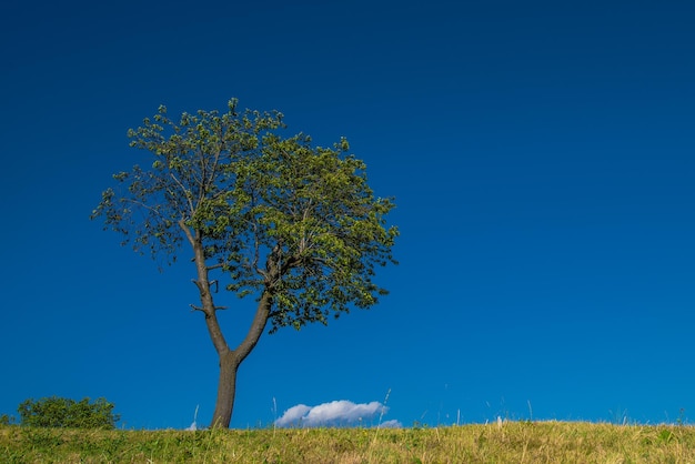 árvore solitária