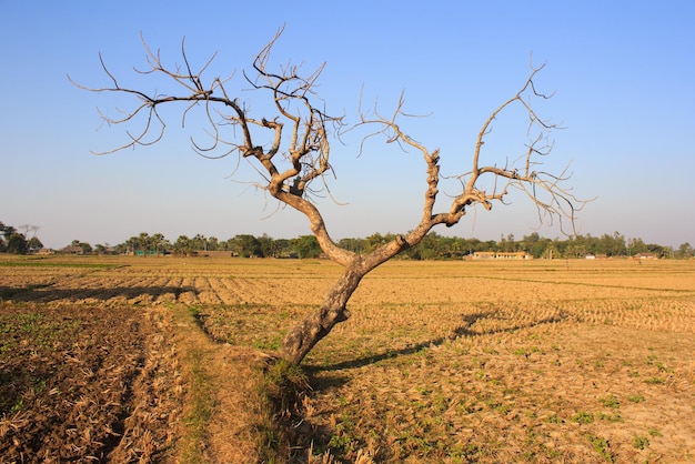 Foto Árvore solitária